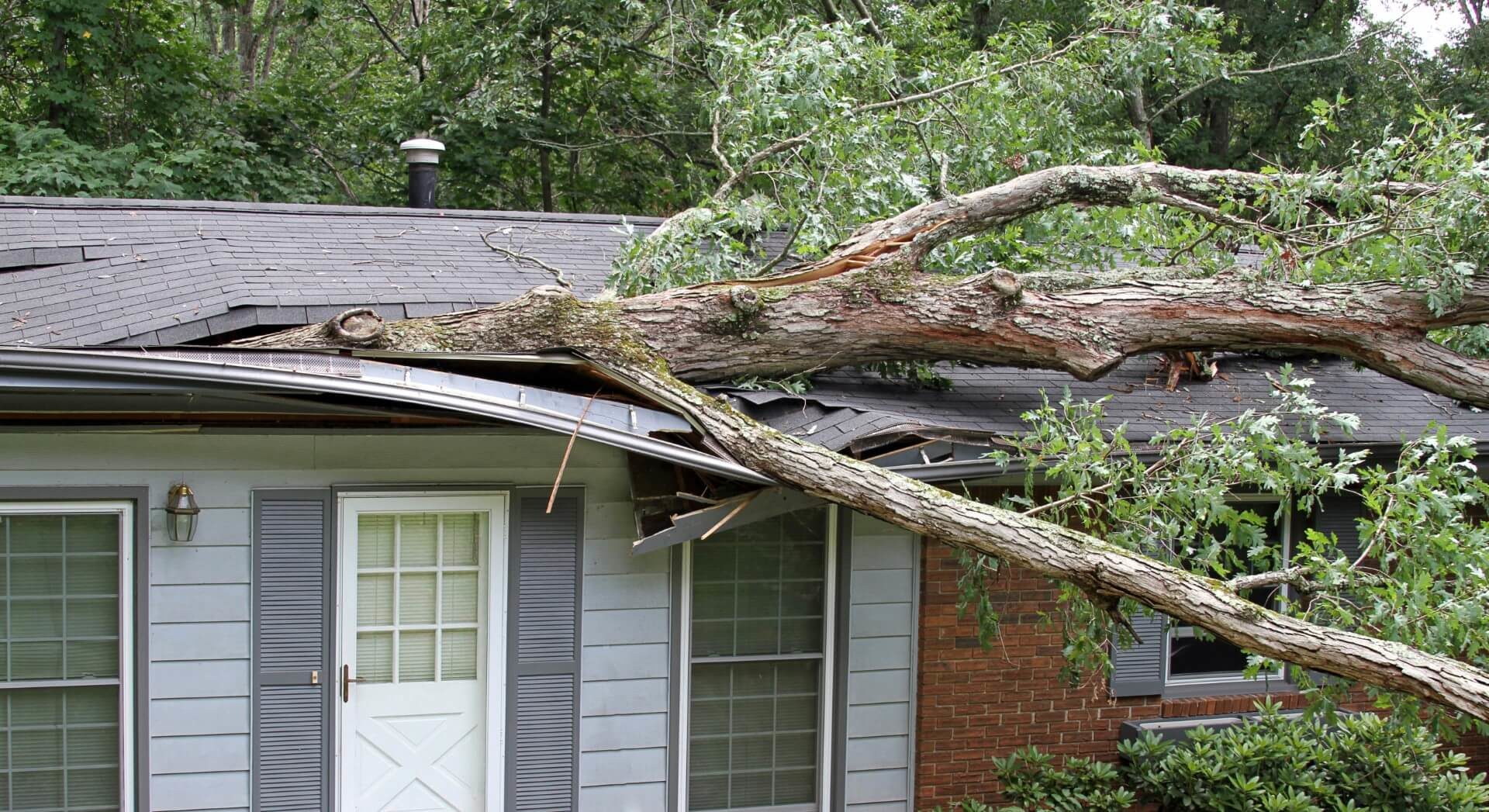 Fallen Tree On House